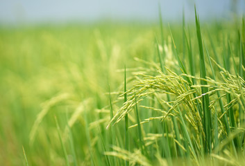 Close up ear of Thai jasmine's rice in paddy field with blured background