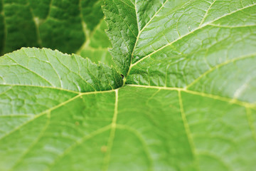 Green leaf of Yellow pumpkin plant