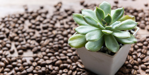 Succulent plants in vintage white pot and roasted coffee beans on wooden background