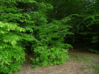 Obraz premium Forest