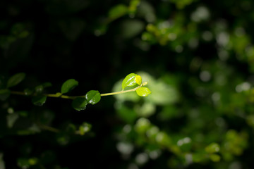 Green leaf of  Duranta repens tree