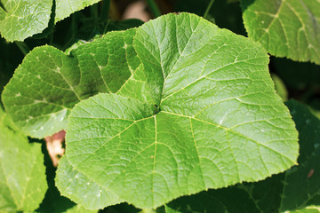 Green leaf of Yellow pumpkin plant