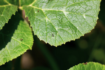 Green leaf of Yellow pumpkin plant