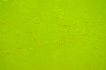 großer Fisch im Wasser