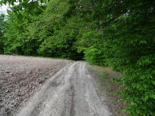 Fototapeta premium Country road in the countryside