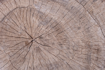 Fototapeta premium Top view core of a large piece of wood that is floating in a natural furrow.