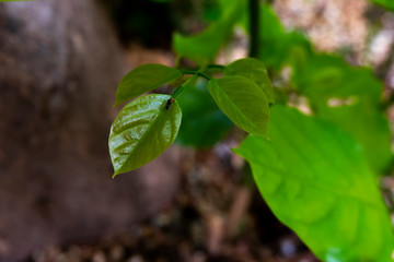 millettia pinnata leaves hosts many insects