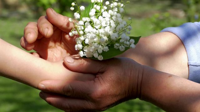 Granddaughter gives white flowers to grandmother. Young and old hand. Mothers Day. Attention to the elderly.