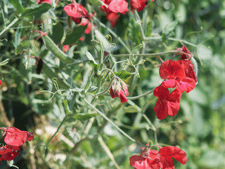 Lathyrus odoratus | Pois de senteur ou gesse odorante, plante grimpante aux grappes de fleurs papilionacées, gracieuses, rouge écarlate