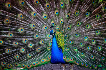 Obraz premium a peacock showing its tail feathers