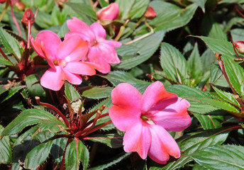 Flowering Impatiens walleriana,  also known as busy Lizzie, balsam, sultana