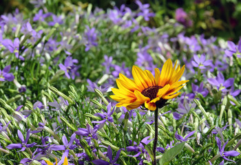 Fototapeta premium Yellow sunflower on a background of blue vinca flowers
