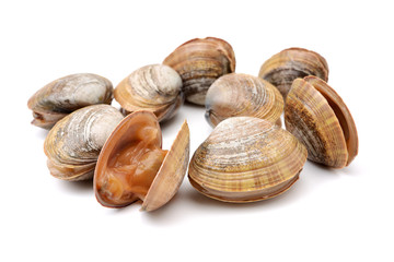 Stacked fresh raw clams on white background