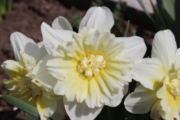 Big beautiful white daffodil flower. Early spring