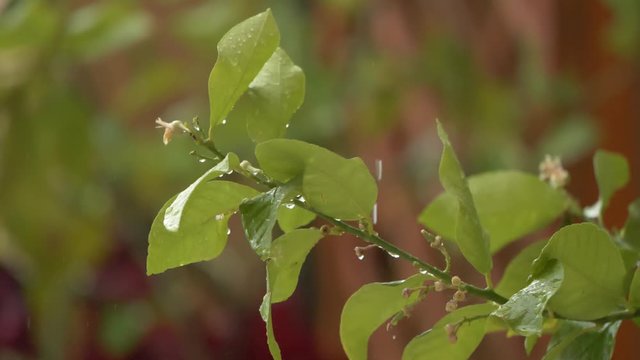 panasonic gh5s cinelike mov fhd 100M 200p slowmotion