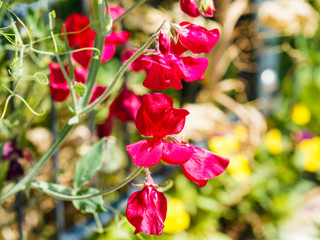 Lathyrus odoratus | Pois de senteur | Gesse odorante 