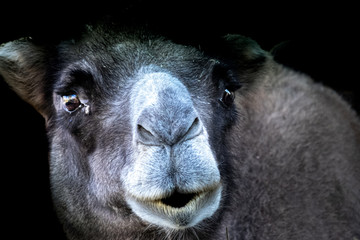 Fine art portrait of a smiling camel