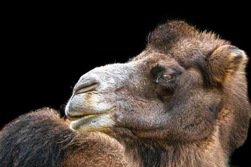 An artistic photo of a camel