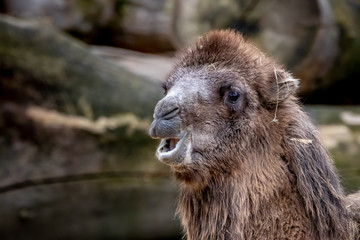 beautiful portrait of a camel
