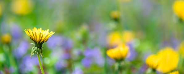 background wildflowers yellow blowers, blue flowers, grass
