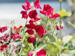 Lathyrus odoratus | Pois de senteur ou gesse odorante au parfum musqué