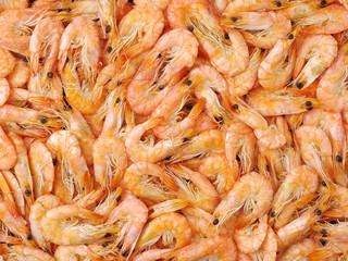 Dried shrimp background