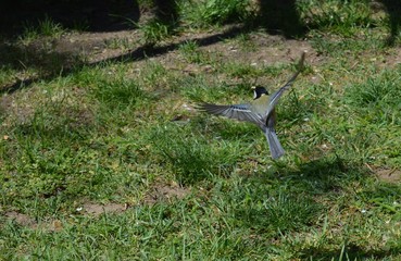 a small bird in flight