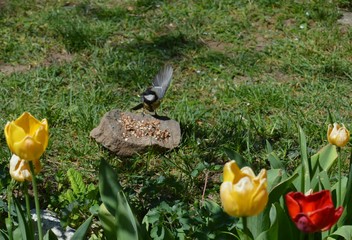 small bird landing on a stone