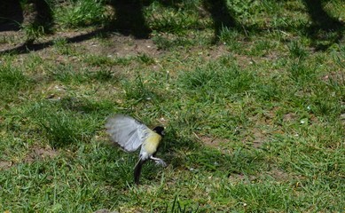 a small bird in flight