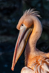 portrait of a single pelican