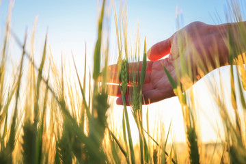 Green spikelets in the woman palms against the background of a field in the rays of the setting sun . Organic farming concept.  Selective focus, extremely shallow DOF, blurred background