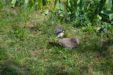 small bird landing on a stone