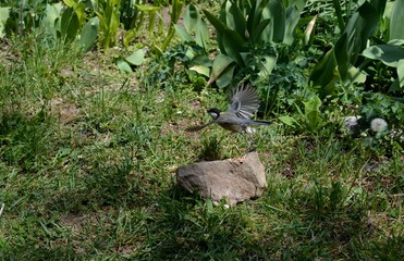 a small bird in flight