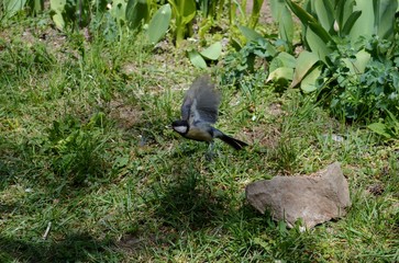 a small bird in flight