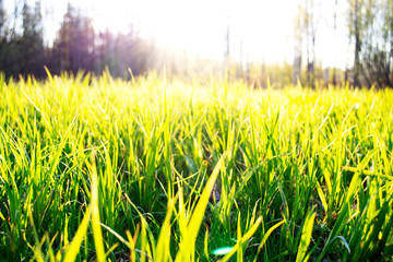 Fototapeta premium grass and sun