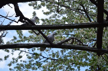 two gray doves on the branches of blossoming cherries