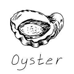 Hand-drawn ink vector drawing. Sea delicacy, oyster, clam isolated on a white background. For prints menu, restaurant, logo.