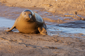 Fototapeta premium Grey seal at Donna Nook reserve, Lincolnshire