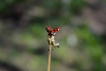 a small red ladybug spread its wings