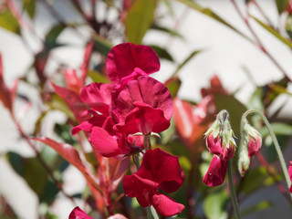 Lathyrus odoratus | Pois de senteur ou gesse odorante, plante grimpante aux grappes de fleurs papilionacées, gracieuses, rouge écarlate