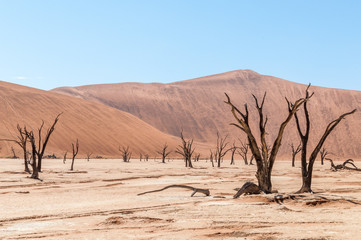 Das Deadvlei in der Wüste Namib