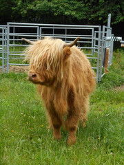 Fototapeta premium Brown hairy cow with horns