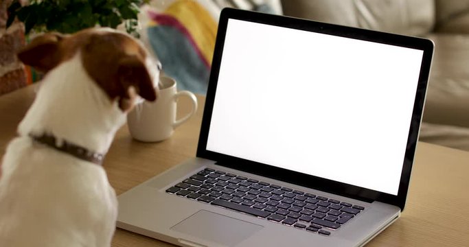 Dog looking to computer screen. Freelancer working from home. Watching movie from laptop. Video footage. Stay at home. Freelancer work from home during quarantine Social distancing lifestyle