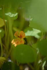 yellow flower in the garden