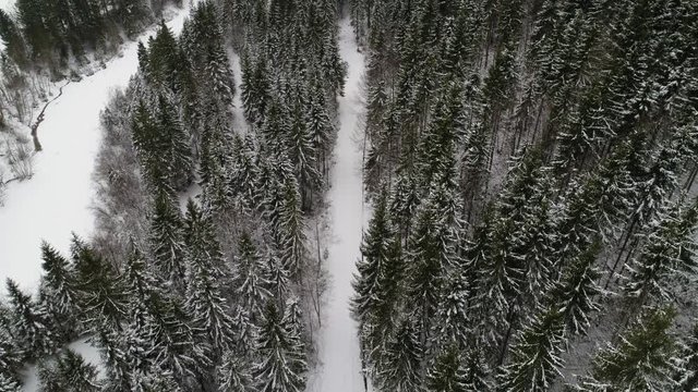 Snow covered path going through dense woodland, winter in Jenbach Forest, Austria