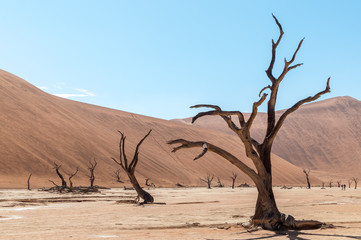 Das Deadvlei in der Wüste Namib