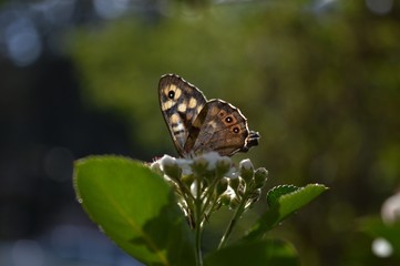 a butterfly with colorful wings on a flower