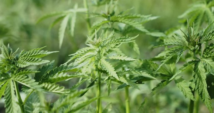 Young cannabis hemp plants growing in the farm field and moving in wind with sun shining. Slow motion, closeup