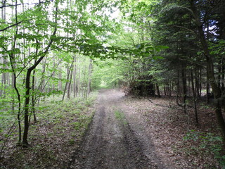 Road in the woods