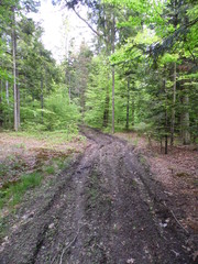 Road in the woods